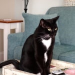 Hill S Prescription Diet Metabolic Feline Dry