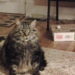 Hill S Prescription Diet Metabolic Feline Dry