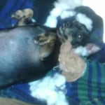 Hill S Prescription Diet Metabolic Canine Dry