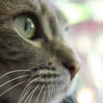 Hill S Prescription Diet Metabolic Feline Dry