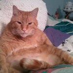 Hill S Prescription Diet Metabolic Feline Dry