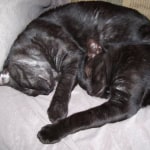 Hill S Prescription Diet Metabolic Feline Dry