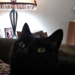 Hill S Prescription Diet Metabolic Feline Dry