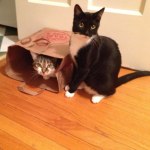 Hound And Gatos Homestyle Chicken And Chicken Liver Recipe Canned Cat Food Petflow