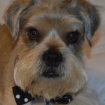 Hill S Prescription Diet Metabolic Canine Dry