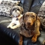 Hill S Prescription Diet Metabolic Canine Dry