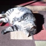 Hill S Prescription Diet Metabolic Feline Dry