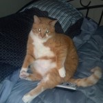 Hill S Prescription Diet Metabolic Feline Dry