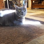 Hill S Prescription Diet Metabolic Feline Dry