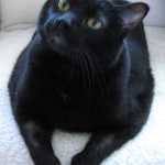 Hill S Prescription Diet Metabolic Feline Dry