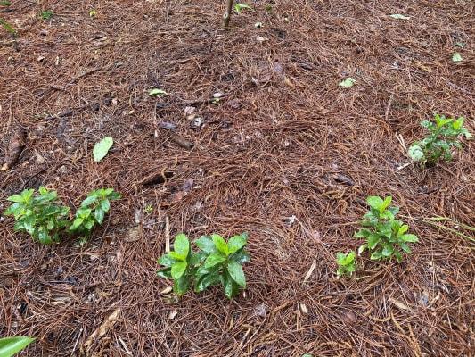 Buy Creme De La Creme Breck S