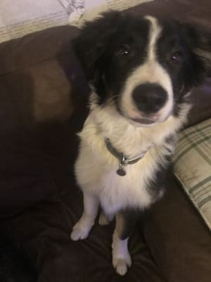 pets at home harringtons puppy food