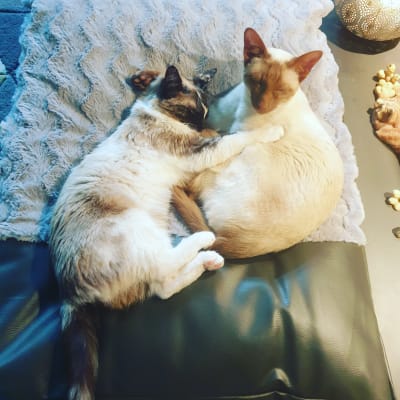 feliway friends 30 day starter kit diffuser and refill for cats 48ml pets at home