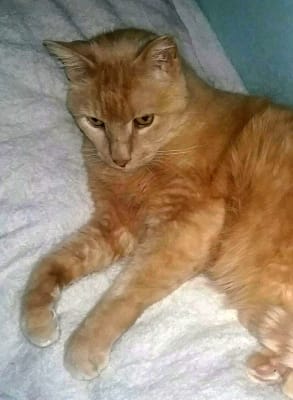 Methimazole Transdermal Gel Compounded Vetrxdirect