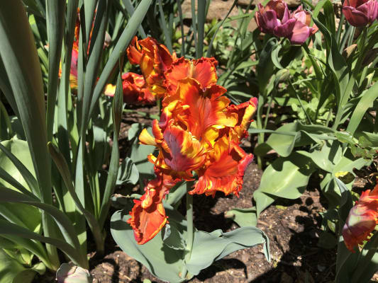 Buy Rainbow Parrot Tulip Spring Bulbs Breck S