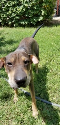 Neo Poly Dex Suspension Or Ointment For Dogs And Cats Vetrxdirect