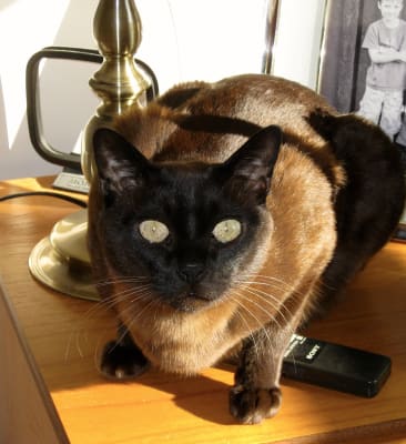 clumping cat litter pets at home