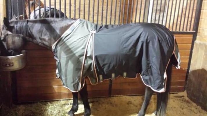Horseware Ireland Rambo Optimo Turnout Blanket Dover Saddlery