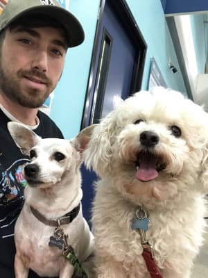 percorten v for dogs