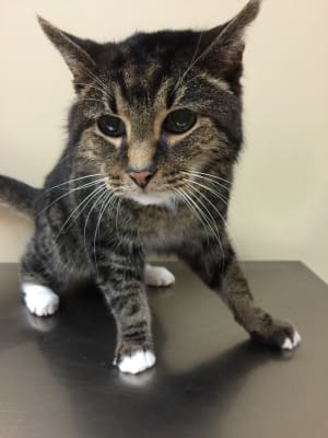 Phos Bind For Cats Aluminum Hydroxide Phosphorus Binder