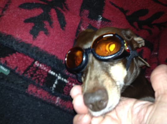 Rx Essentials Multi Vitamin For Dogs Vetrxdirect