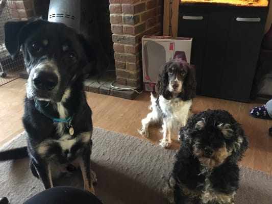 yumove dog pets at home