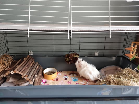 pets at home rabbit cage 120