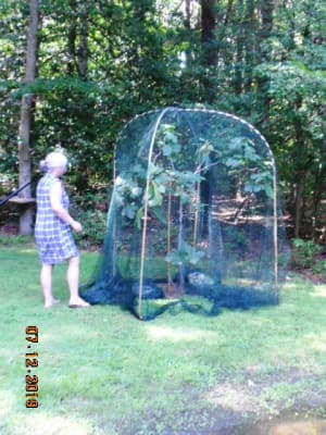 Bird Netting For Gardens Mesh Netting Gardener S Supply