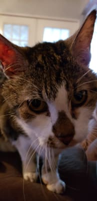 Methimazole Transdermal Gel Compounded Vetrxdirect