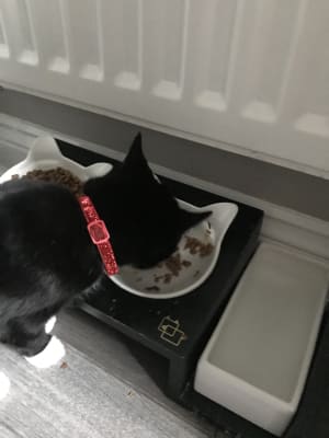 Felix As Good As It Looks Gravy Lover Adult Cat Mixed Selection 40x100g Pets At Home