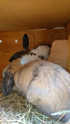 pets at home rabbit pellets