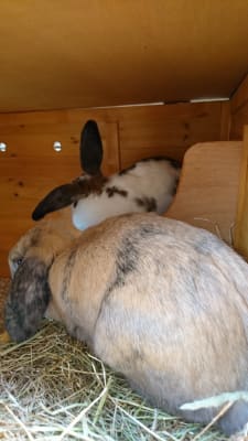 pets at home rabbit pellets