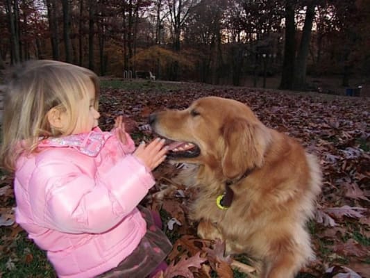 Vetprofen For Dogs Carprofen Nsaid Caplets Vetrxdirect
