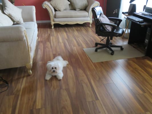 Dream Home 6mil Poly Sheeting 300 Sft Per Roll Lumber Liquidators Flooring Co