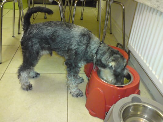 burgess salmon and rice