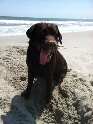 posatex otic suspension for dogs