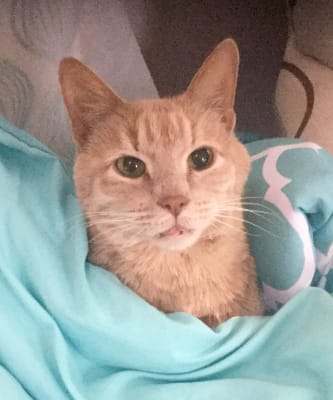 Kristalose For Cats Lactulose Powder For Constipation Vetrxdirect