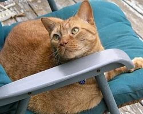 Lactulose Syrup Lactulose For Cats Laxative Vetrxdirect