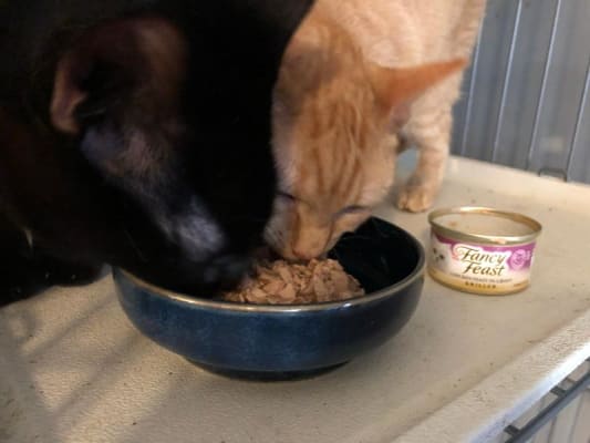 bjs friskies cat food