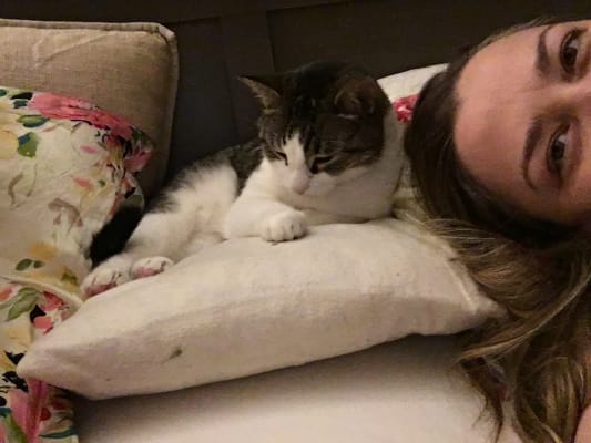 Amitriptyline Compounded Gel For Cats Pcab Acrd Vetrxdirect