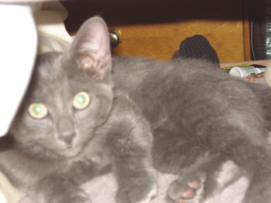 Furosemide Diuretic For Cats And Dogs Vetrxdirect