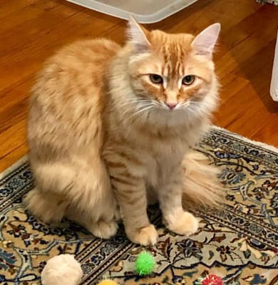 Viralys For Cats L Lysine Powder And Gel Vetrxdirect