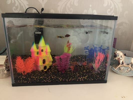 Pets at home fish accessories hotsell