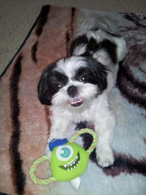 gentizol ointment for dogs