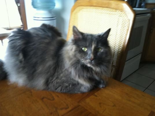 Phos Bind For Cats Aluminum Hydroxide Phosphorus Binder