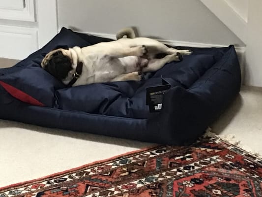 Ruffer and tuffer hard plastic dog bed online