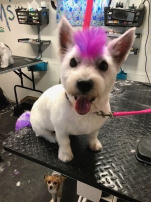 percorten v for dogs