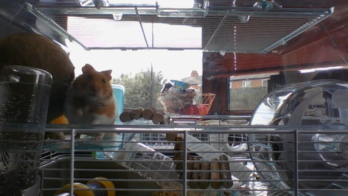 large hamster cage pets at home