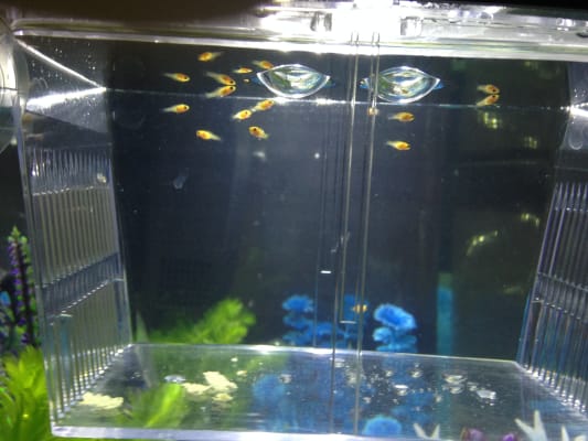 Plastic Hatchery 3 In 1 Pets At Home