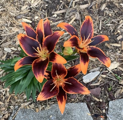 Forever Susan Asiatic Lily Shop Lilies Spring Hill